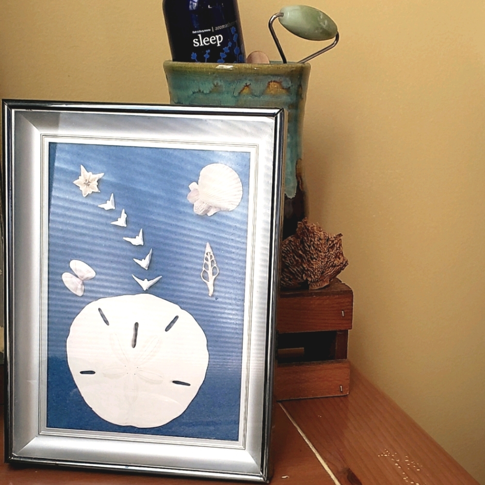 Sand Dollar and Shell Shadowbox From Mexico